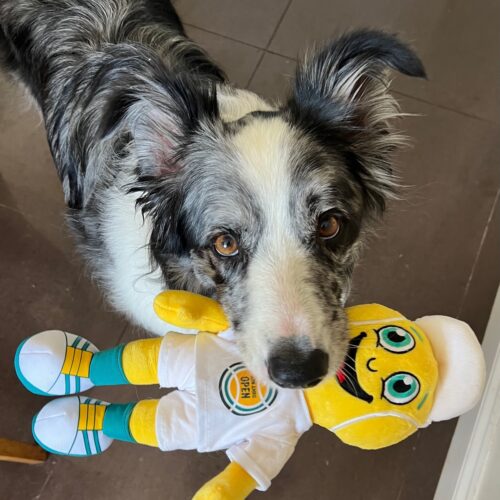 rare-gifted-word-learner-dogs-like-to-share-their-toys