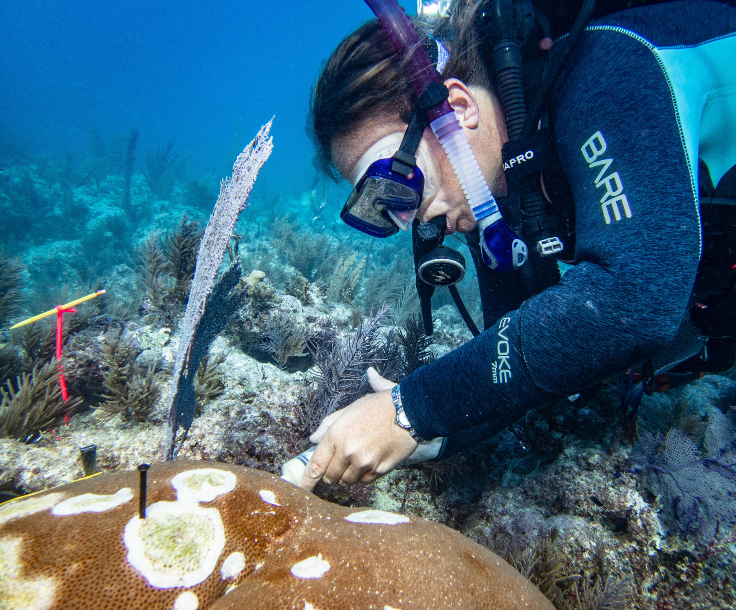 study-confirms-safety-of-antibiotic-treatment-for-stony-coral-tissue-loss-disease