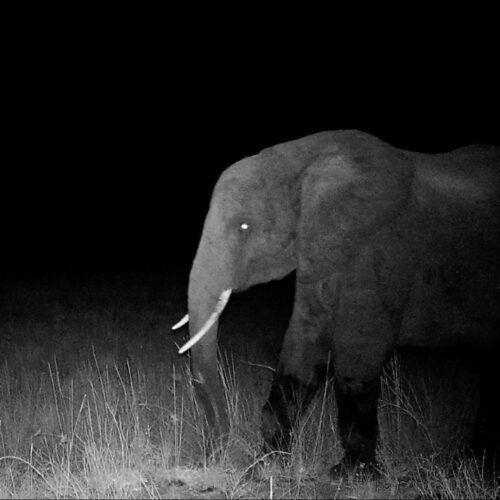 hunting-for-elusive-“ghost-elephants”