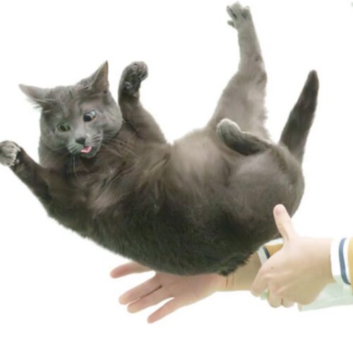 Flexible feline spines shed light on “falling cat” problem