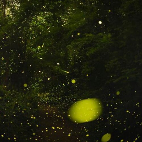 the-science-of-how-fireflies-stay-in-sync