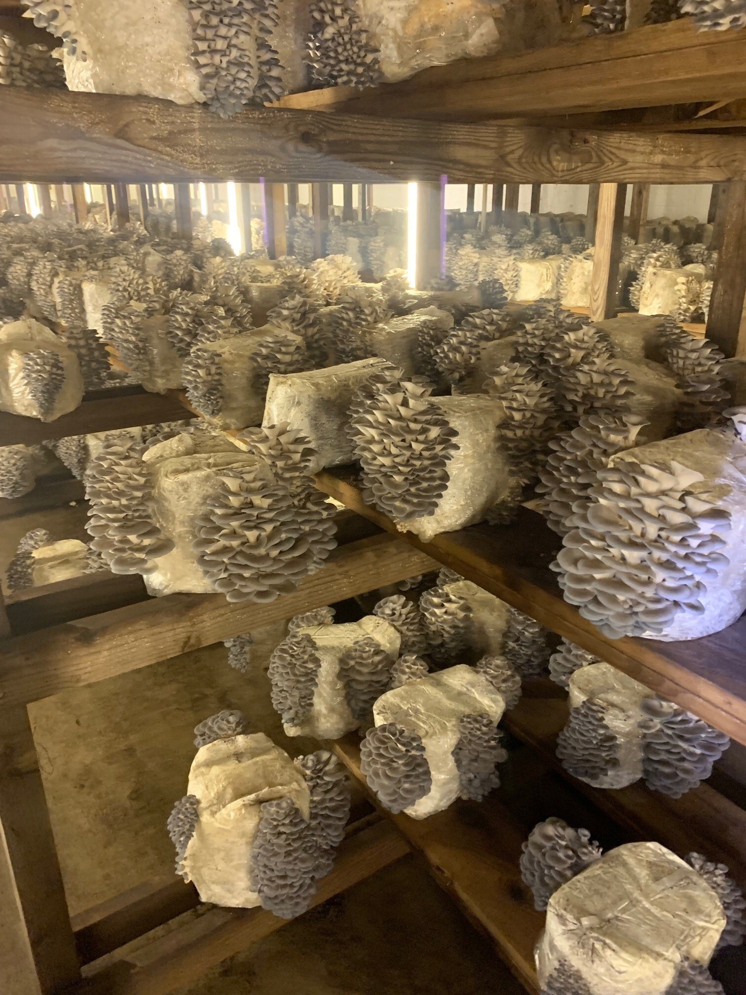 caputo-&-guest-highlights-fully-domestic-mushroom-production-and-vertically-integrated-farming