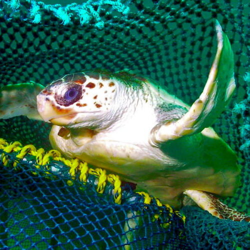 how-new-fishing-tech-can-reduce-bycatch-of-turtles-and-other-creatures
