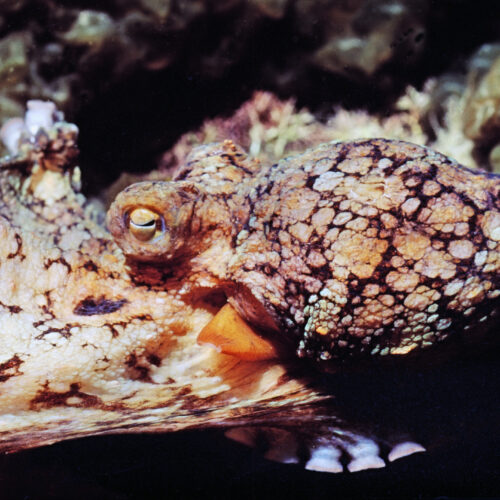 male-octopuses-guided-through-mating-by-female-hormones