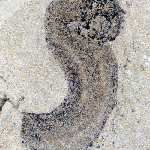 new-fossil-deposits-show-complex-animal-groups-predating-the-cambrian