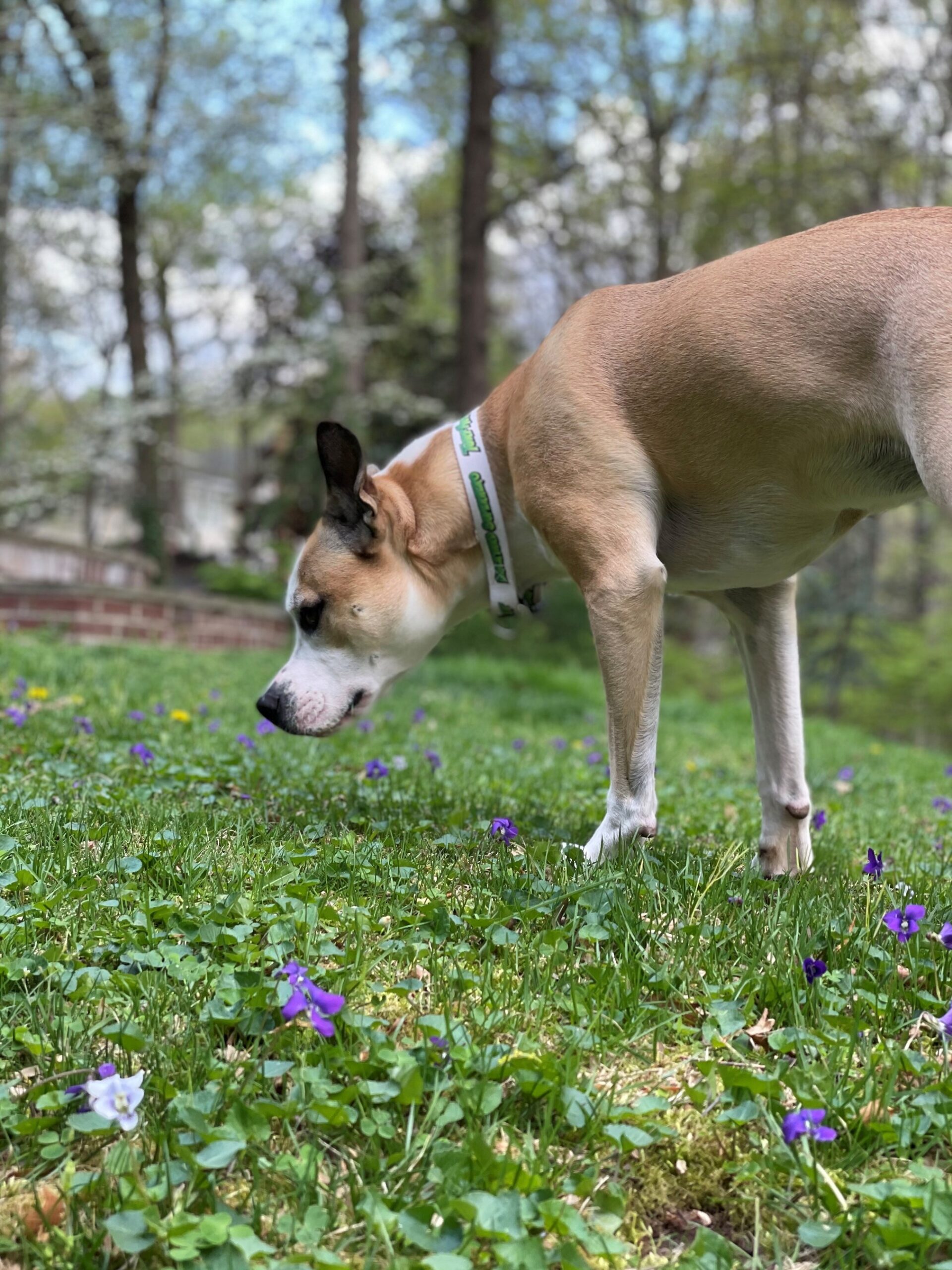 the-turfmutt-foundation-says-small-actions-yield-big-results-this-earth-day-2026