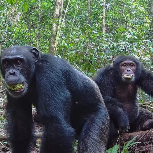ugandan-chimps-split-into-two-factions,-then-killed-rivals
