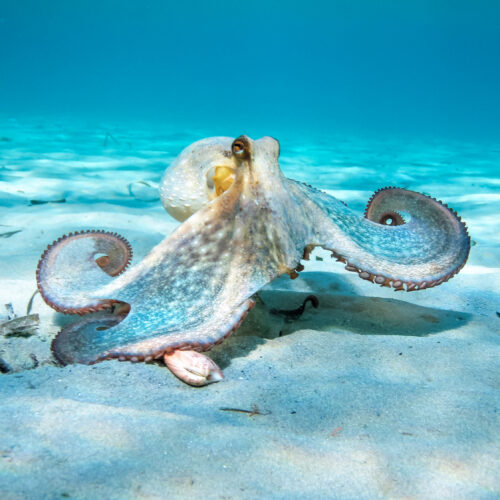 oldest-octopus-fossil-found-to-not-be-an-octopus 