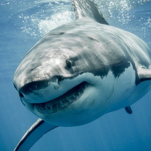 great-white-sharks-are-overheating