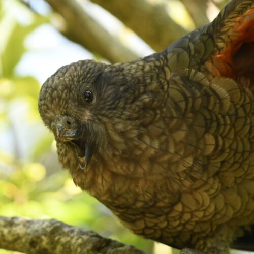 meet-bruce,-the-“beak-jousting”-parrot