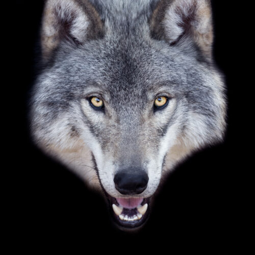 Man faces 5 years in prison for using AI to fake sighting of runaway wolf