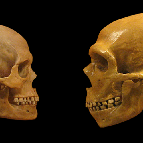 neanderthal-brains-measure-up-to-ours—literally