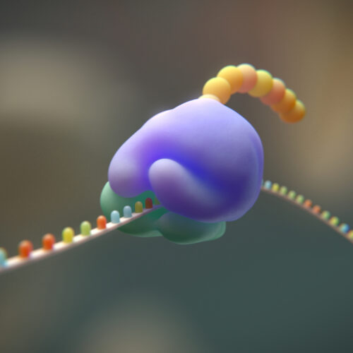 researchers-try-to-cut-the-genetic-code-from-20-to-19-amino-acids