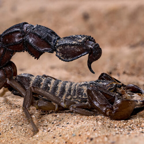 scorpions-go-terminator-mode-and-reinforce-their-weapons-with-metal
