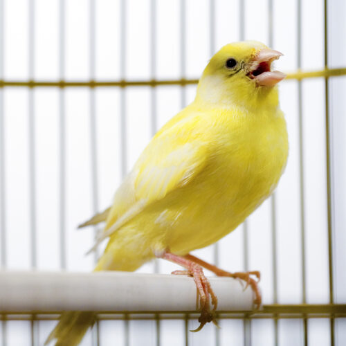 canadian-election-databases-use-“canary-traps”—and-they-work