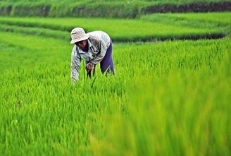 Land Expansion Program Boosts Indonesia’s Rice Production, Finds a Hasanuddin University Study