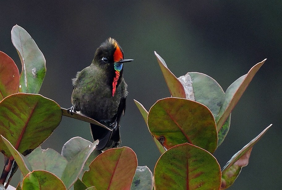 colombia-leads-the-world-in-the-largest-global-bird-count