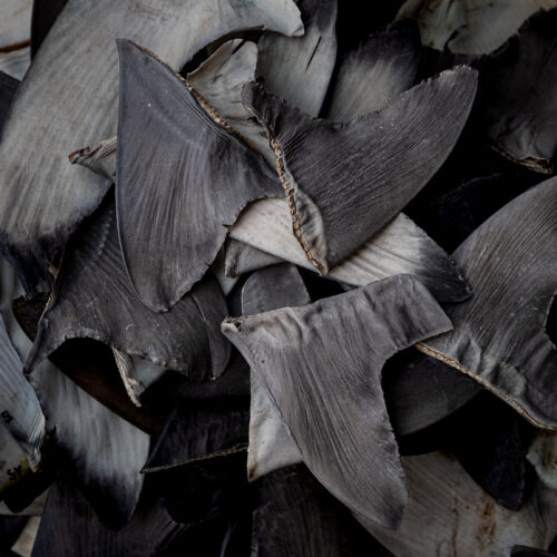 china’s-shark-finning-could-lead-to-us-seafood-sanctions