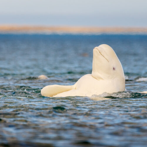 whatever-the-mirror-test-tells-us,-beluga-whales-pass-it