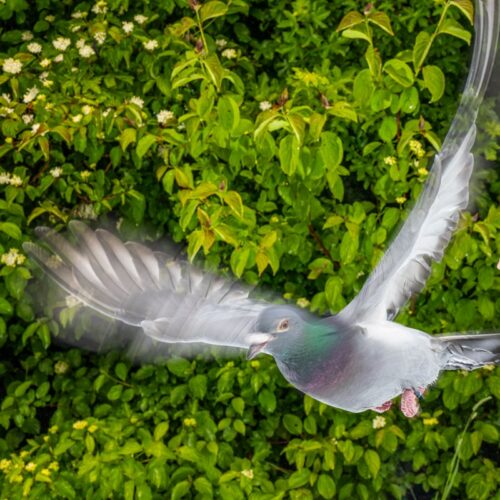 How pigeons exploit magnetic fields for navigation