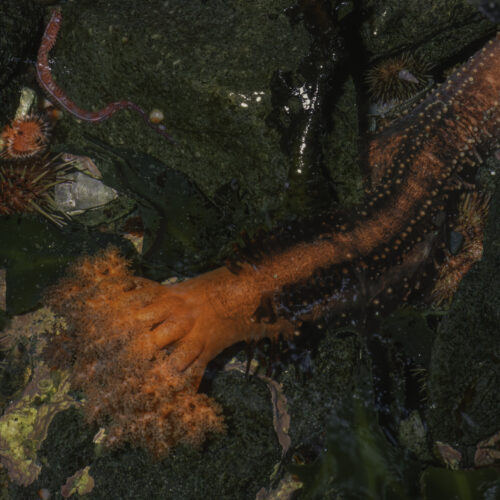 severed-sea-cucumber-appendages-don’t-seem-to-die