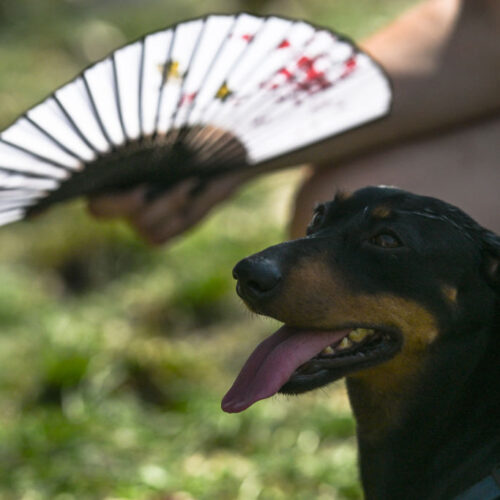 They call it stupid hot for a reason: Heat muddles animal brains
