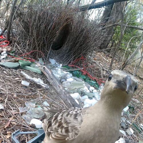male-bowerbirds-hope-to-dazzle-females-with-bright-human-made-items