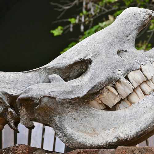 if-i-had-a-hammer…-it-might-actually-be-a-rhino-tooth