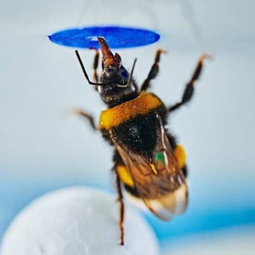 bumblebees-can-spontaneously-solve-problems,-study-finds