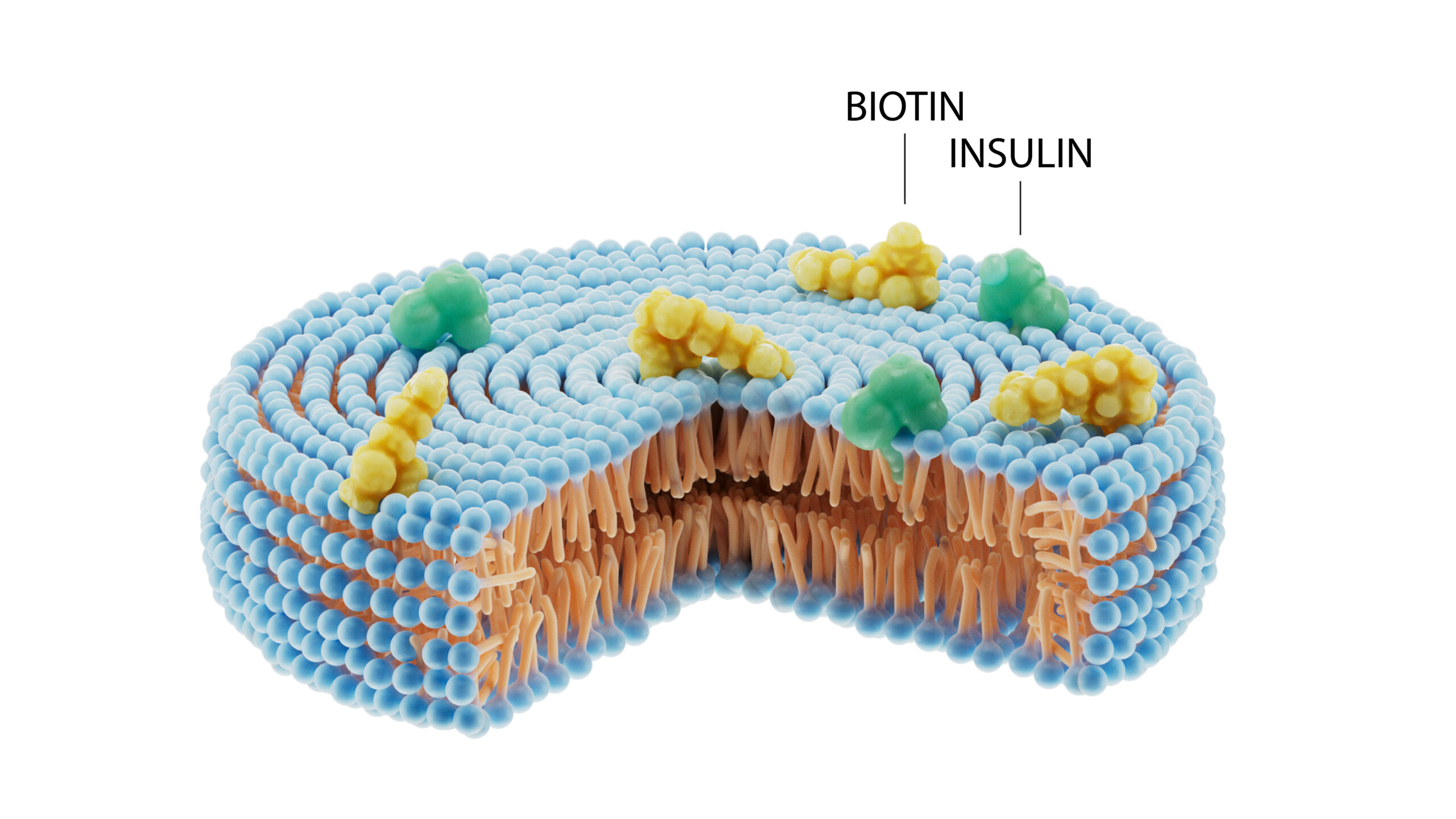 diasome-presents-phase-2b-data-demonstrating-hdv-insulin-lispro-maintains-glycemic-control-while-reducing-hypoglycemia-in-adults-with-type-1-diabetes