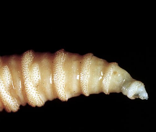 Screwworms in US: Human risk is low—but they can burrow through your skull