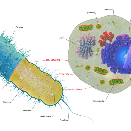 the-first-complex-cells-had-genes-from-a-complex-mix-of-species