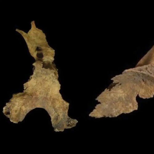 did-iron-age-britons-remove-brains-of-the-dead?