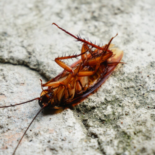 cockroaches-scurry-around-with-thousands-of-pieces-of-bacterial-genomes