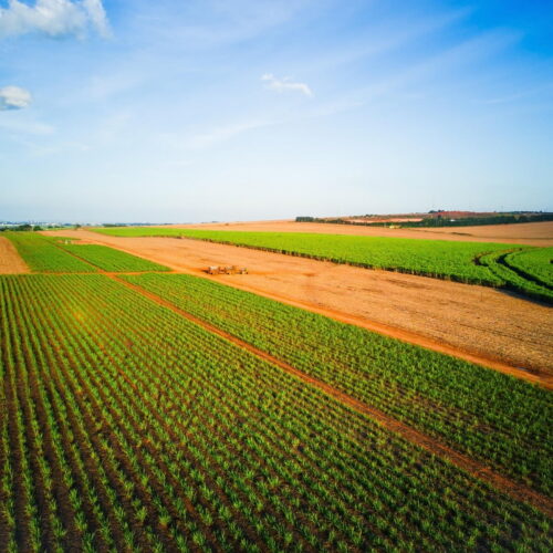 everyone-pays-the-price-as-patent-holders-on-seeds-stifle-innovation