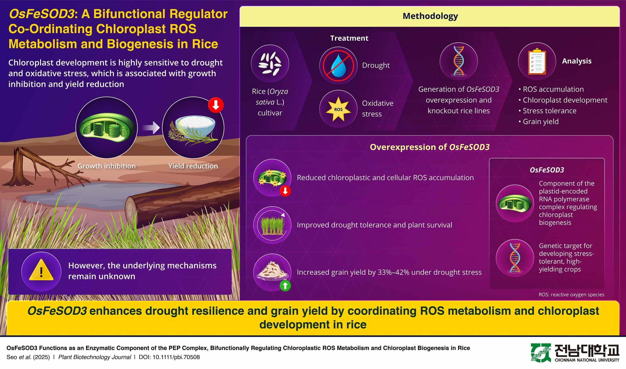 chonnam-national-university-identifies-dual-function-rice-gene-that-boosts-drought-tolerance-and-grain-yield