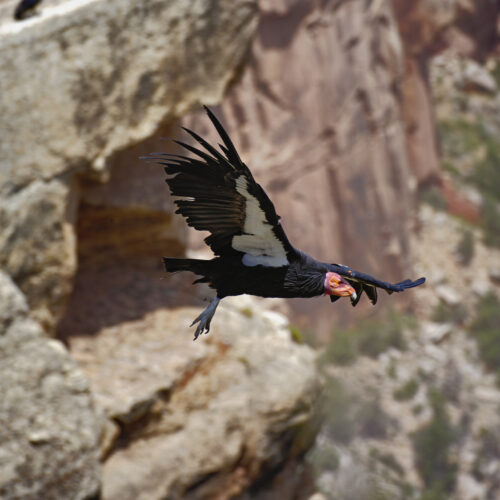 new-effort-will-get-genome-sequences-for-entire-endangered-species-list