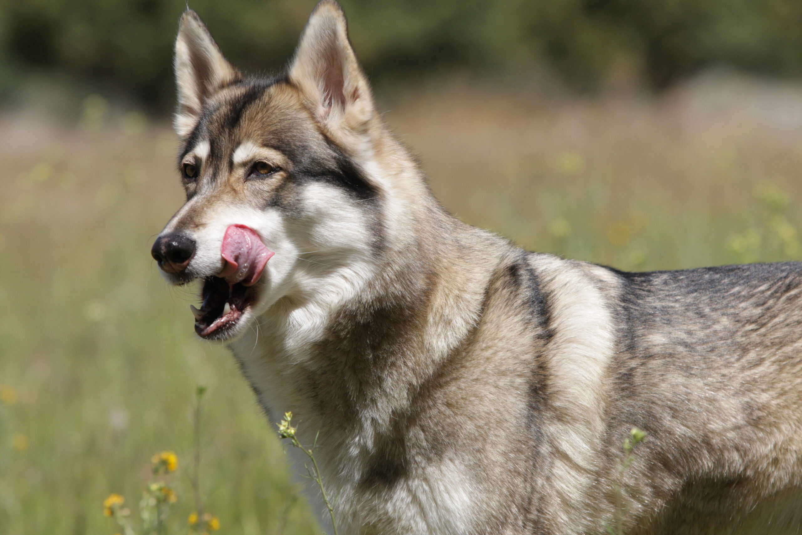 eaglevision’s-nature,-inc.-shines-a-light-on-how-wolves-saved-the-life-of-paul-pondella