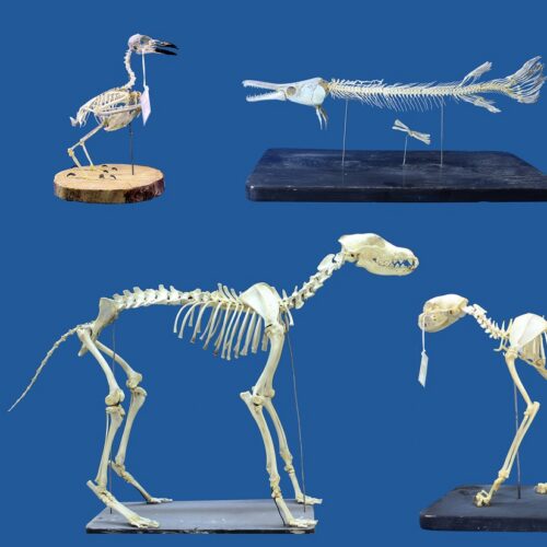 superworms-could-replace-beetles-for-cleaning-skeletal-remains