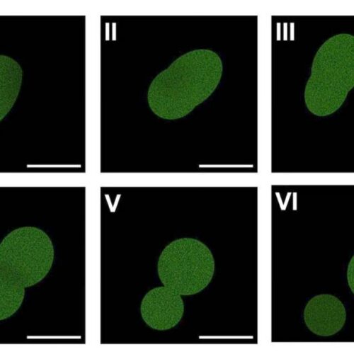 artificial-cell-manages-a-few-rounds-of-cell-division