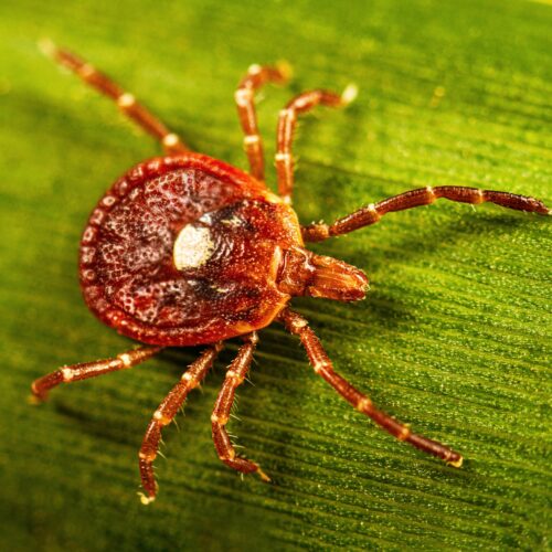 surprisingly-large-number-of-people-may-have-marker-for-tick-linked-meat-allergy