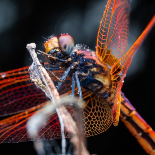 dragonflies-maneuver-like-fighter-pilots