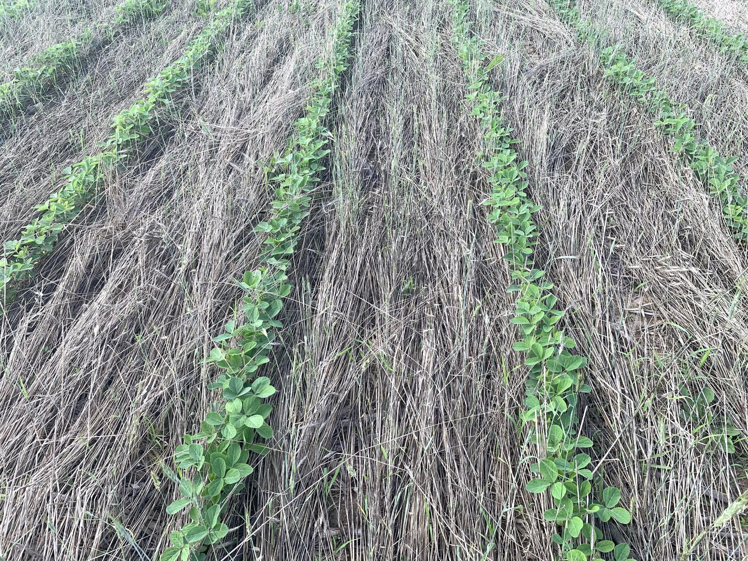 high-rye-seeding-rates-prove-effective-for-weed-suppression