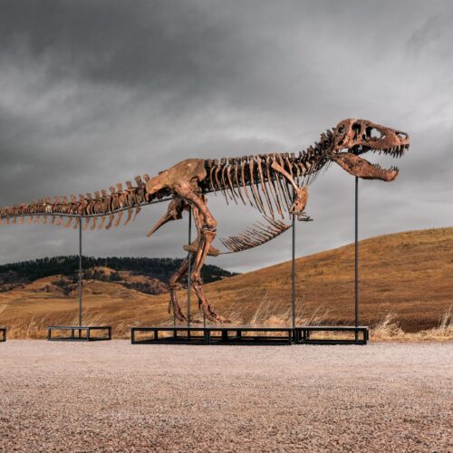 Sotheby’s big T. rex auction raises concerns hype and wealth are upending science