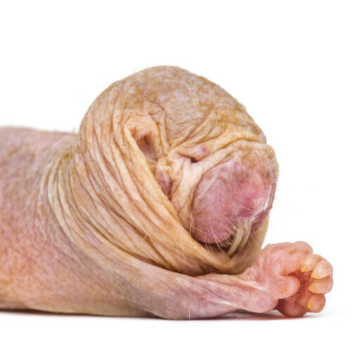 naked-mole-rat-queens-use-a-chemical-signal-to-suppress-fertility-in-rivals