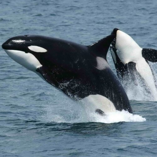 orcas-team-up-to-ram-sunfish-until-they-explode