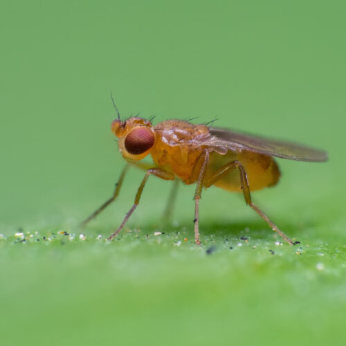 how-fruit-flies-chase-invisible-ribbons-of-smell-to-get-to-their-source