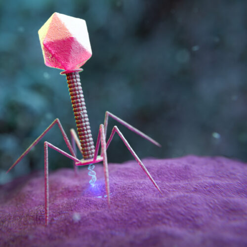 large-genome-models-used-to-design-new-viruses