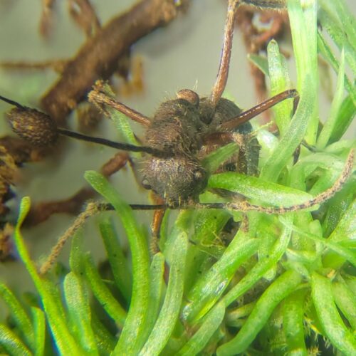 parasitic-zombie-ant-fungus-thrives-in-mosses,-too