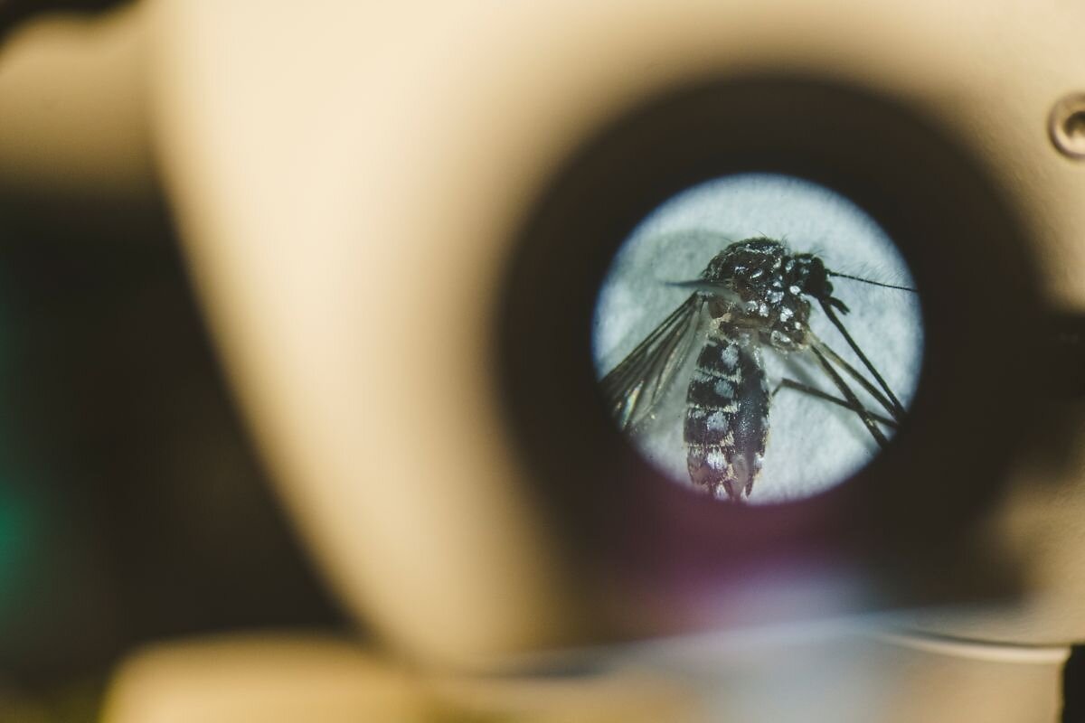 Every mosquito has a type — and you may not be it